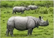 Assam