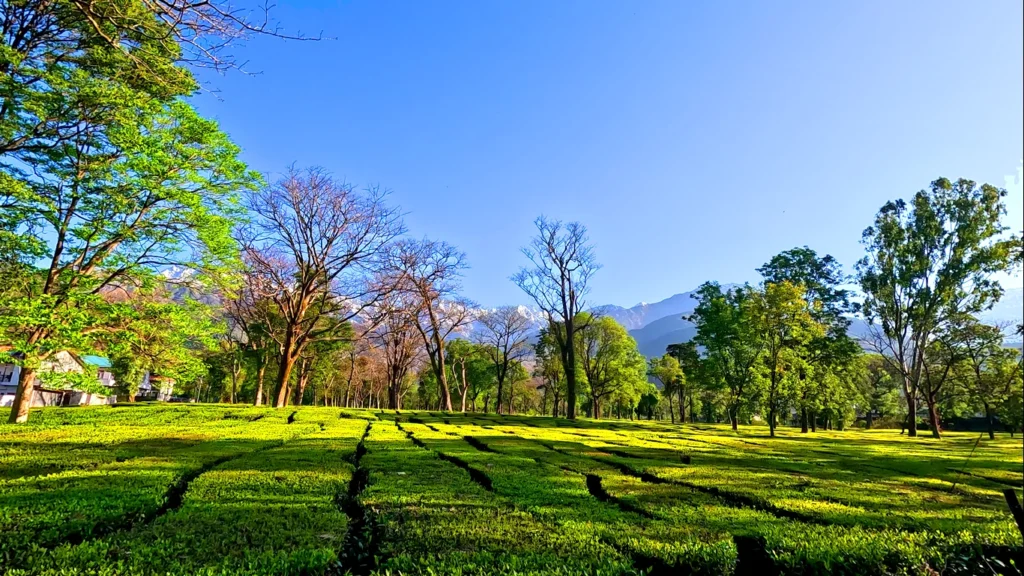 Palampur Tea Gardens