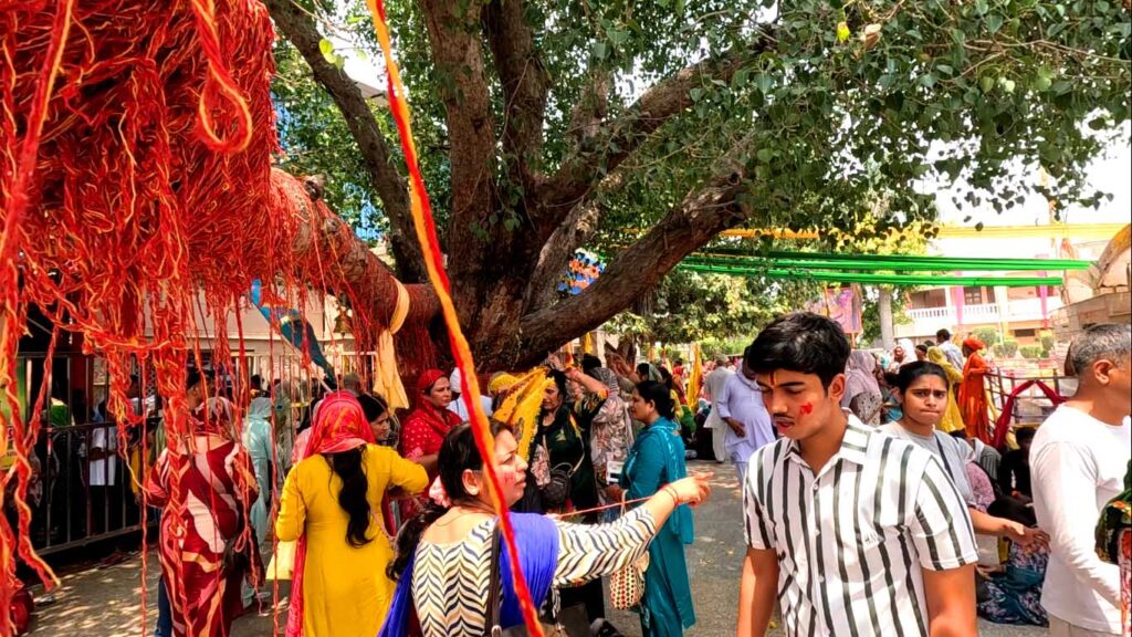 The Sacred Peepal Tree of Chulkana Dham